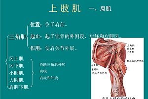 中山大学人体解剖学课程36课
